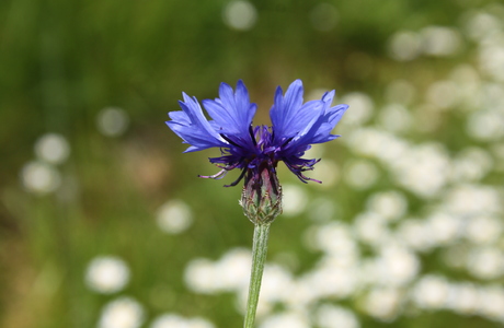 Kornblume (Centaurea cyanus L.) - © Emanuel Trummer